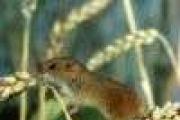 Мышь-малютка: фото и описание